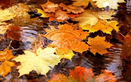 őszi kép